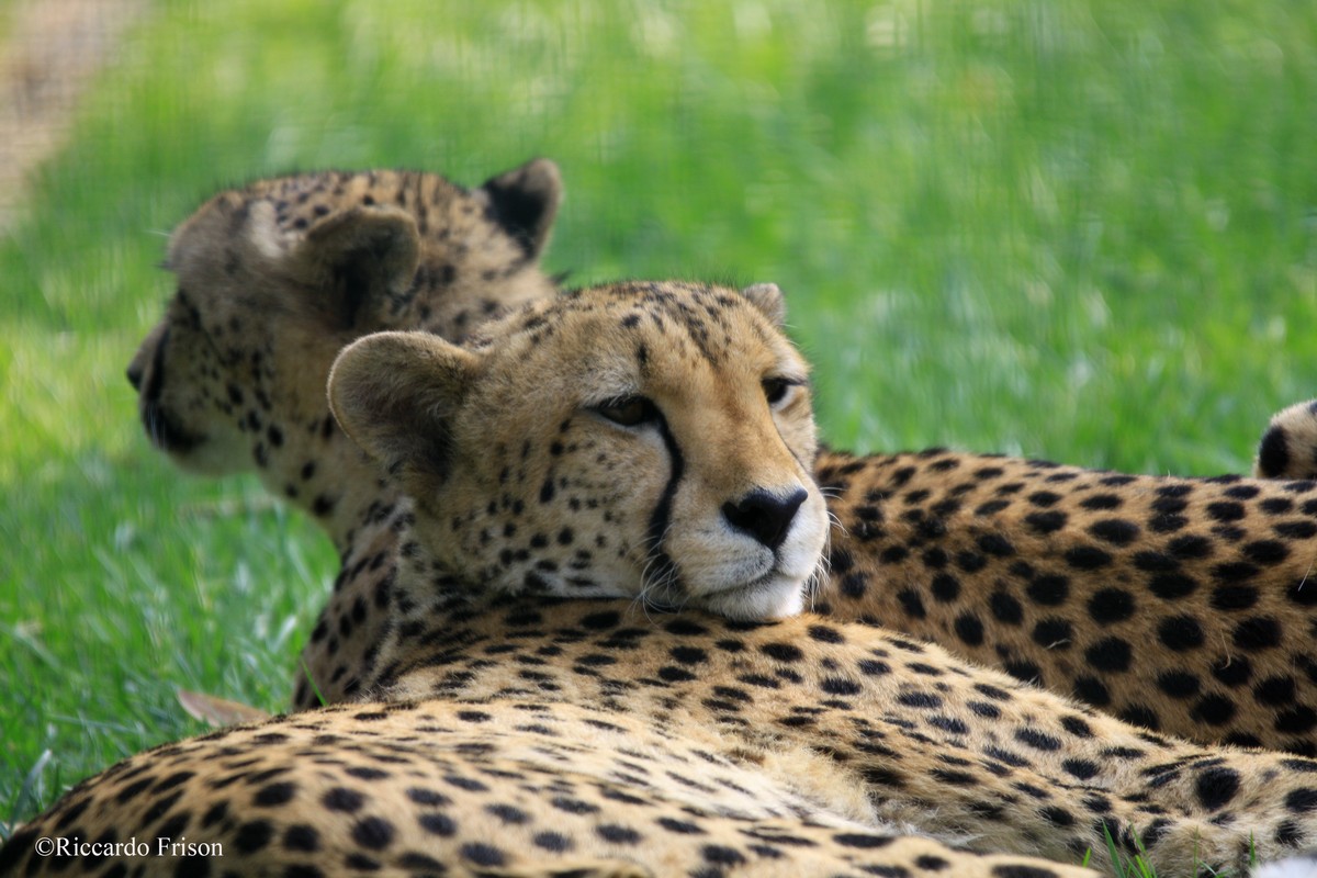 Leopardo