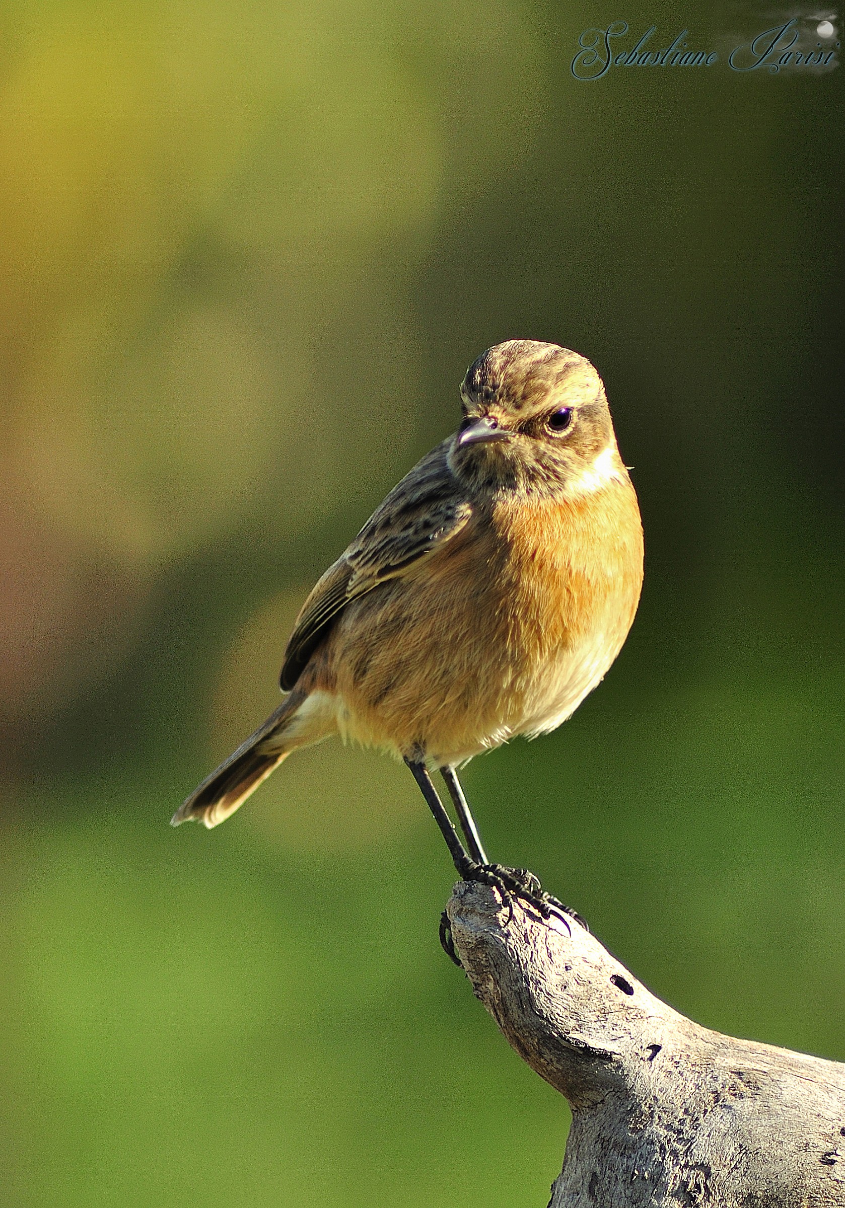 Stonechat female
