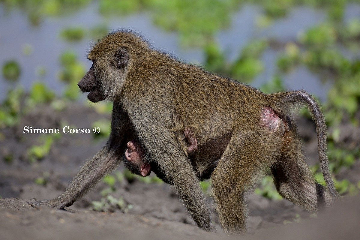 Transportation of the puppy