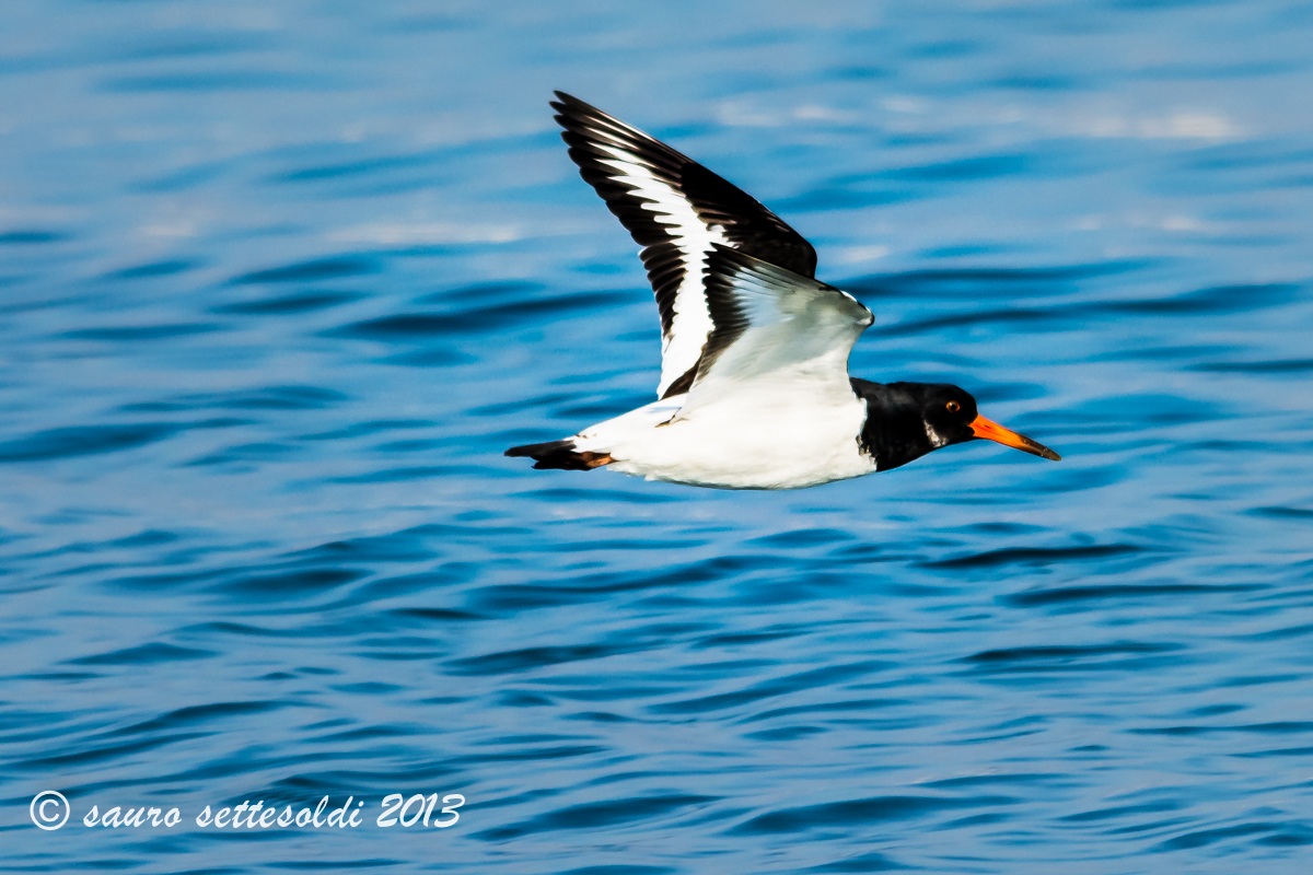 Beccaccia di   mare in volo