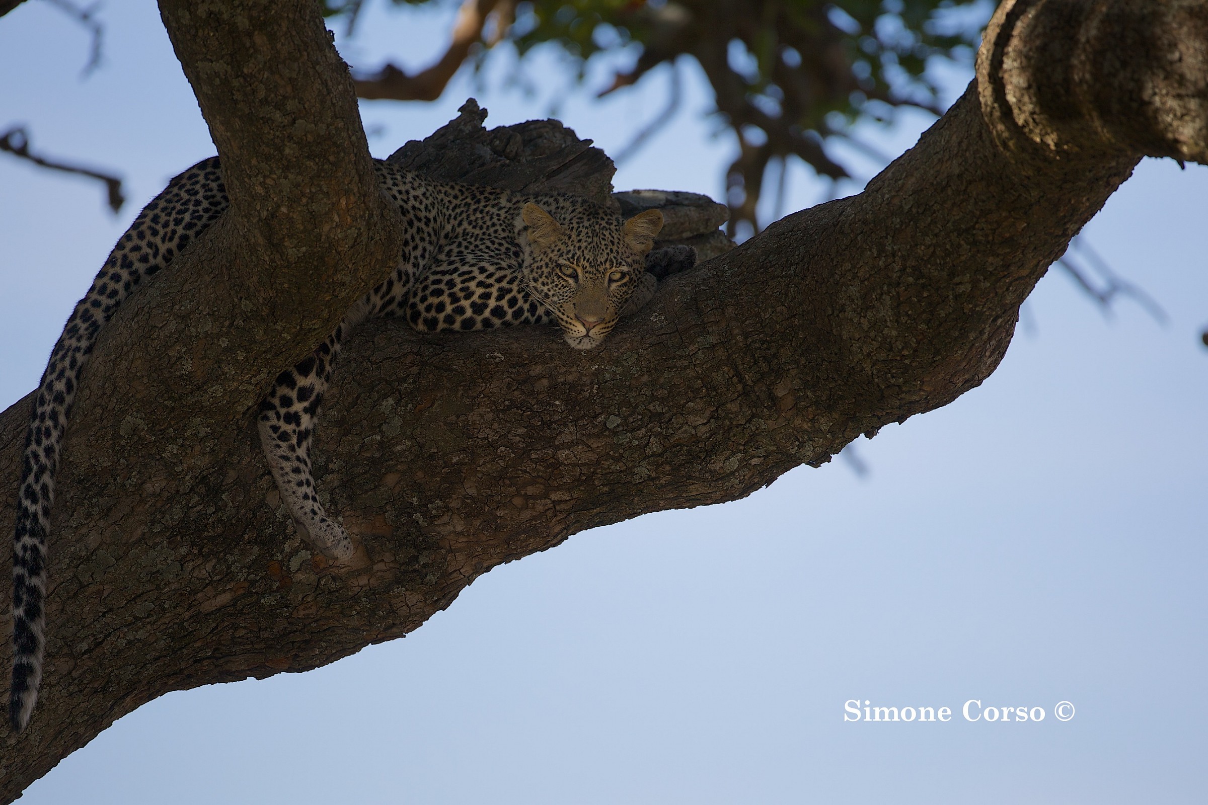 Leopardo appollaiato