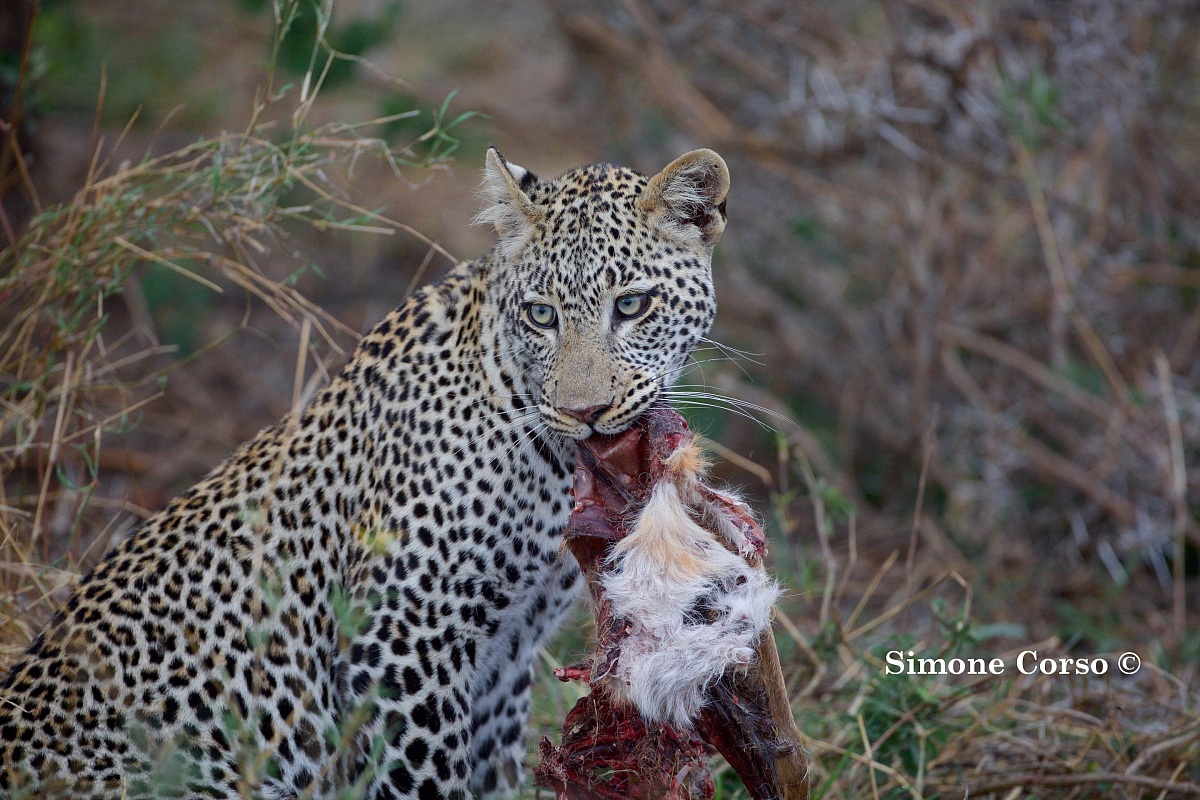 Leopardo e la sua preda