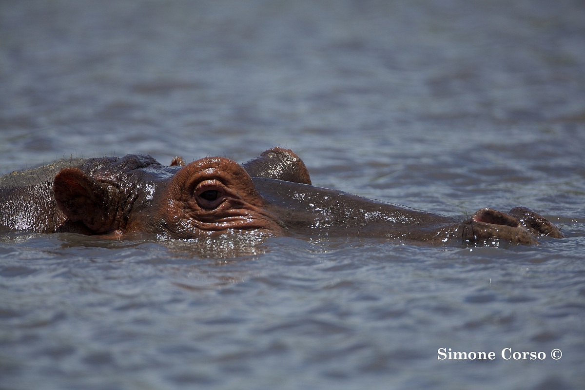 Ippopotamo a pelo d'acqua
