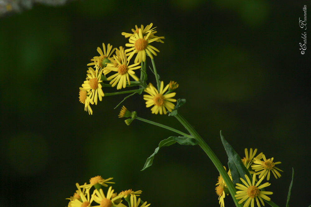 Senecio alpinus