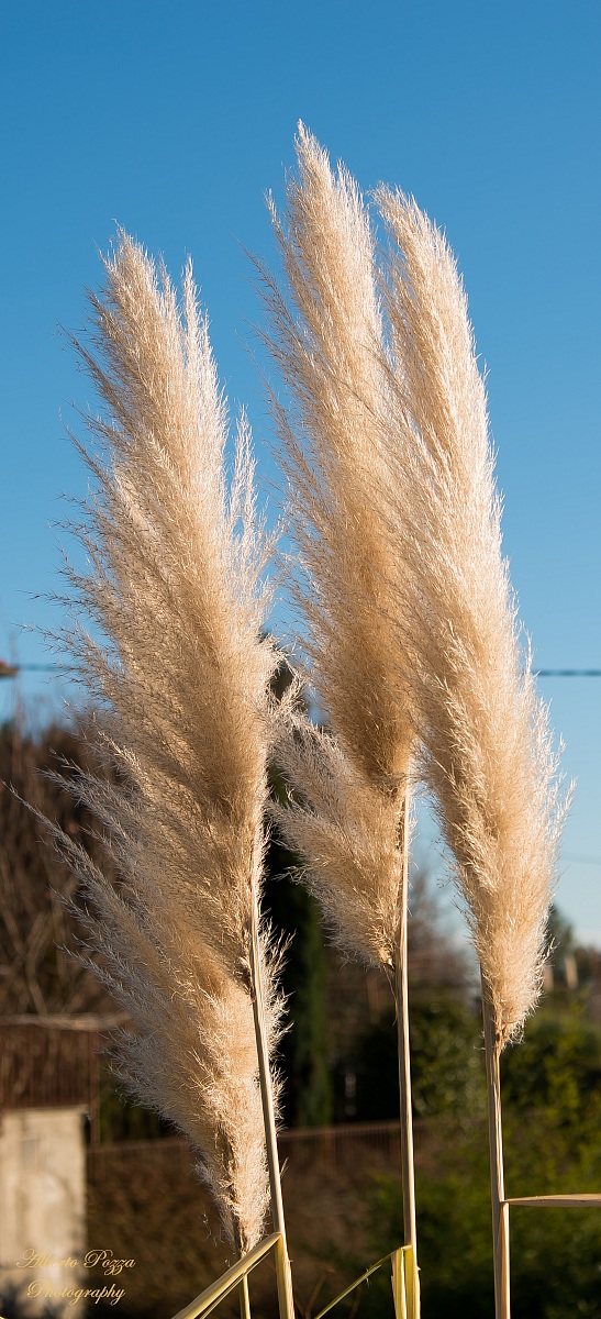 First shots with the D800 ... a dream come true!