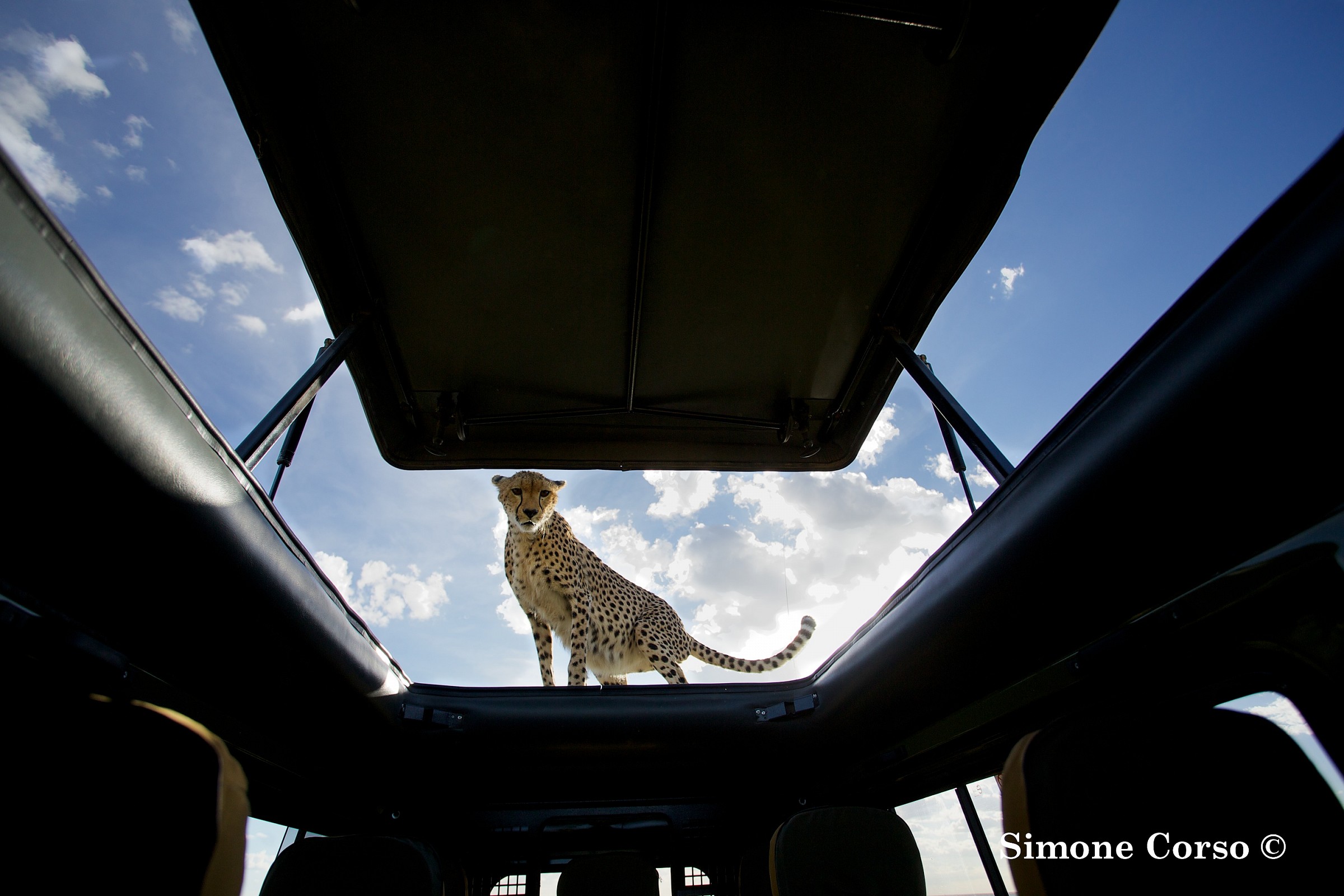 Il Ghepardo sul tetto della mia jeep