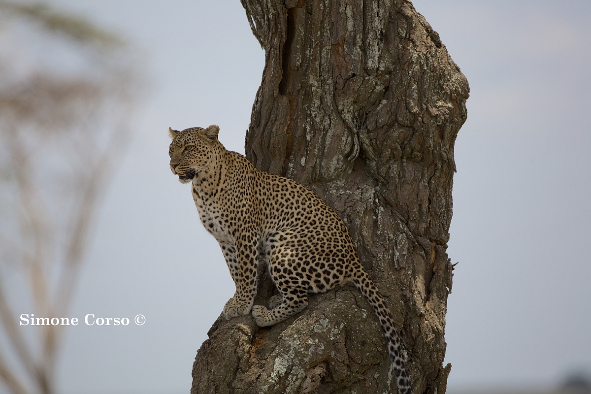Leopardo scruta l'orizzonte