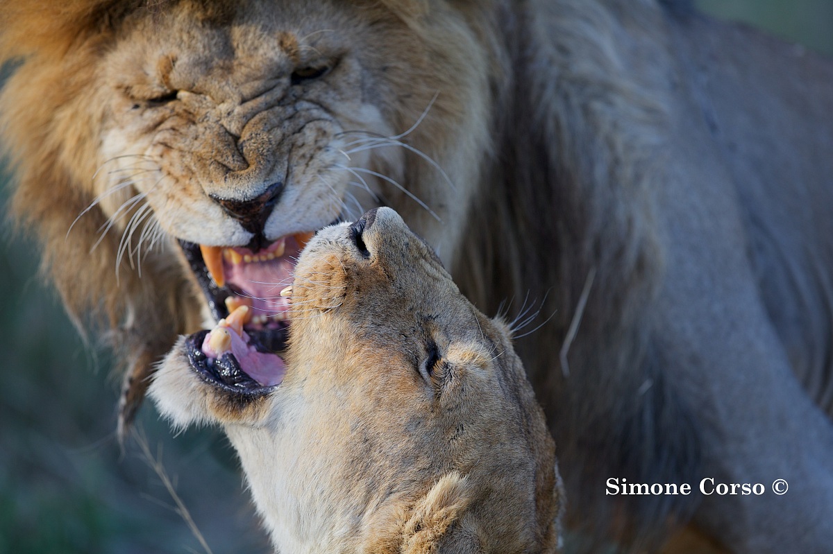 Prima dell'accoppiamento