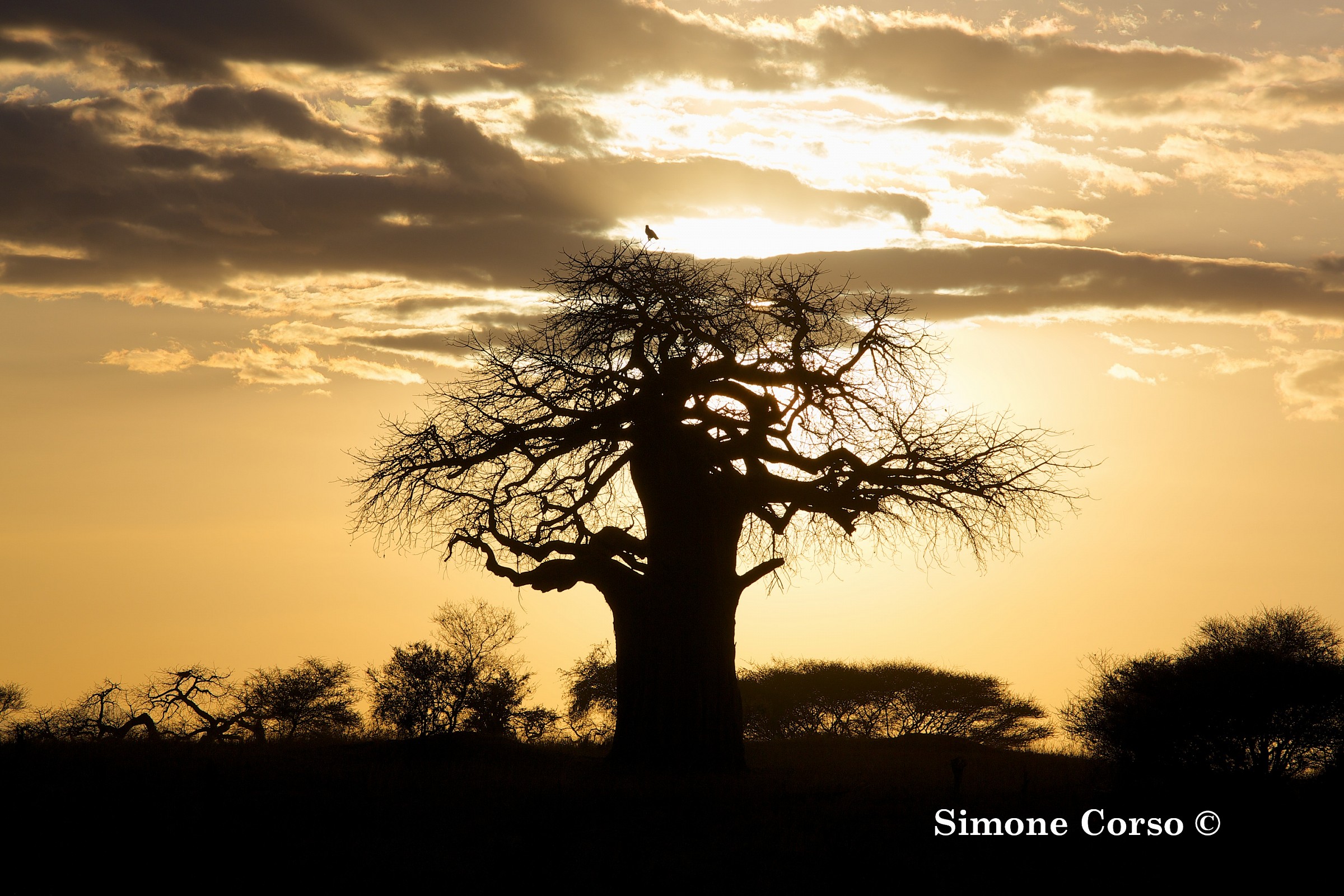Il tramonto nella Savana