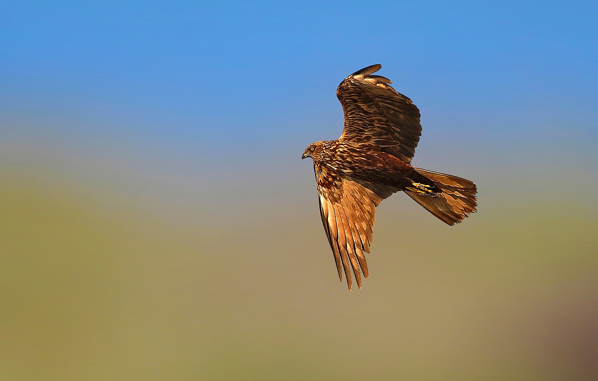 marsh harrier male