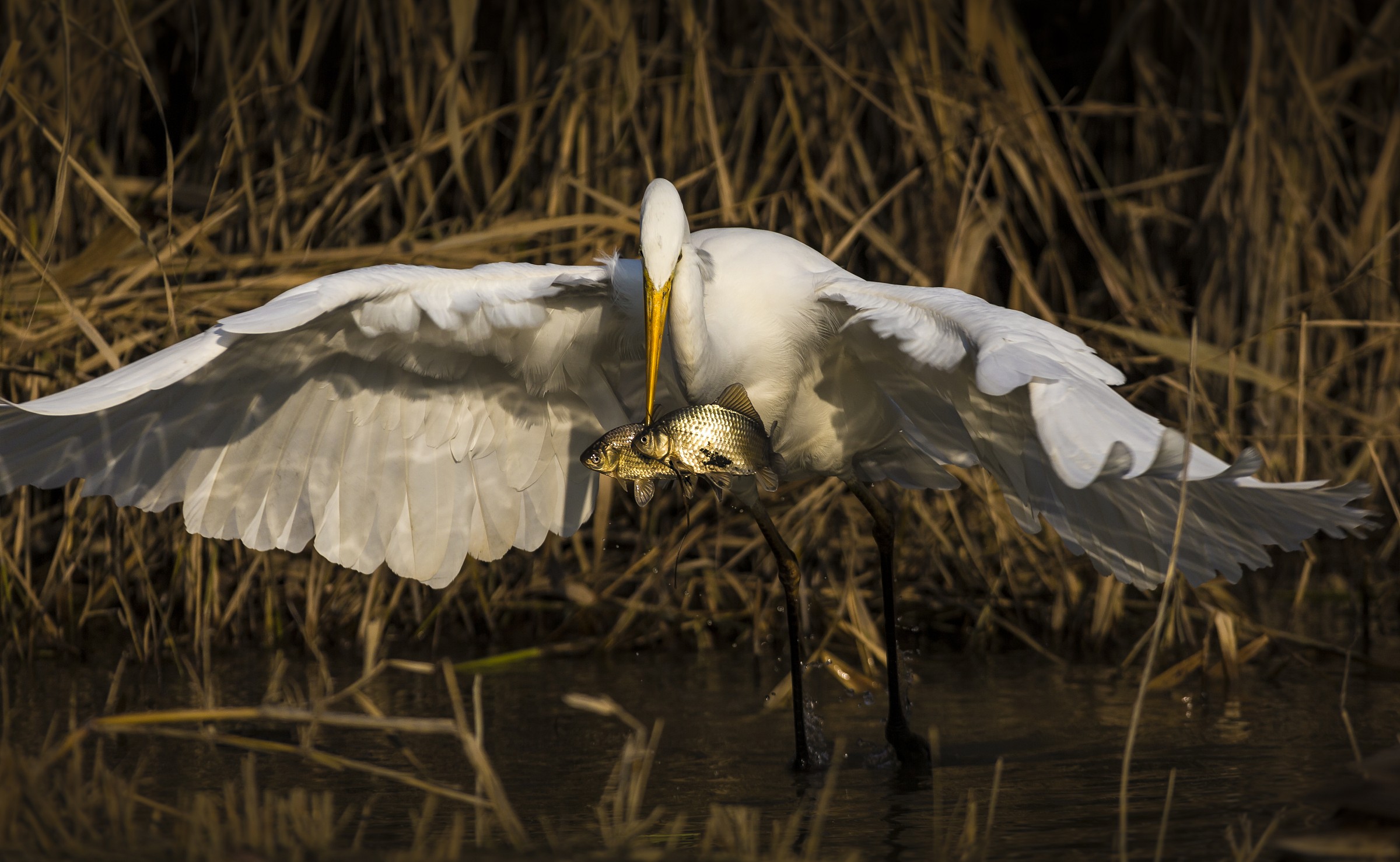 offerta sottocosto 2x1