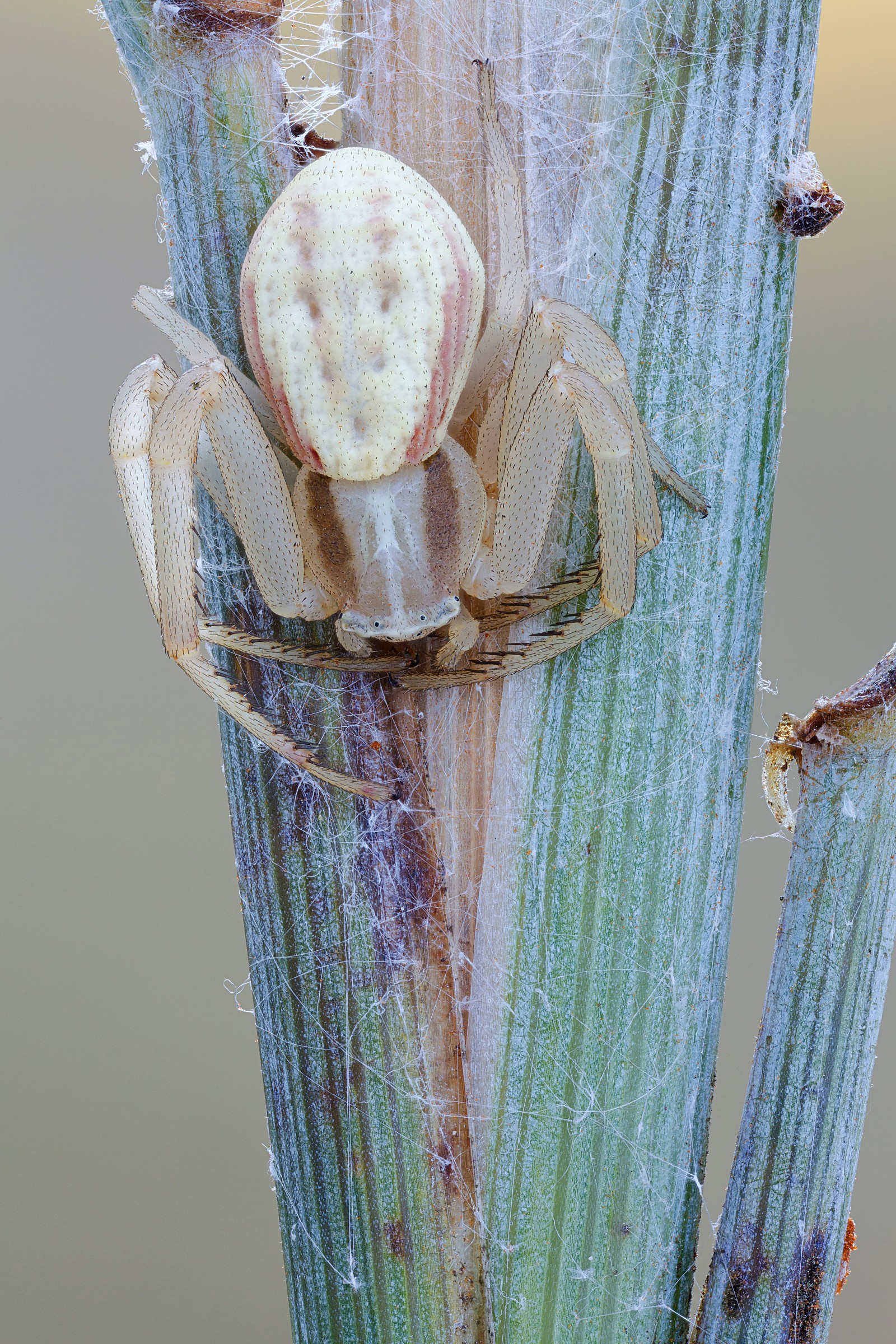 Piccolo granchio ragno