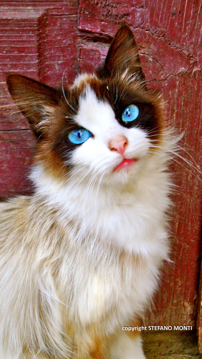 Blue eyes