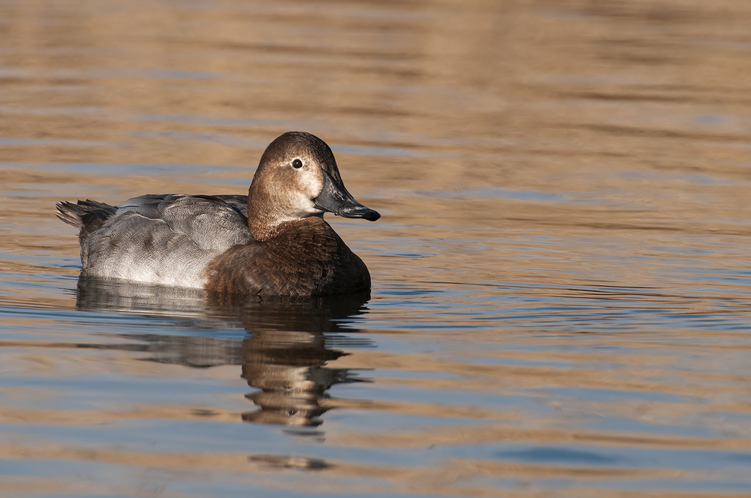 Female Pochard