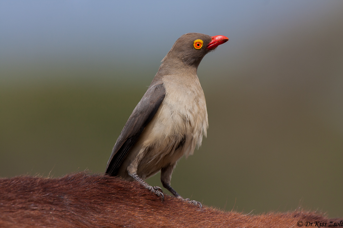 Rosso-fatturato Oxpecker