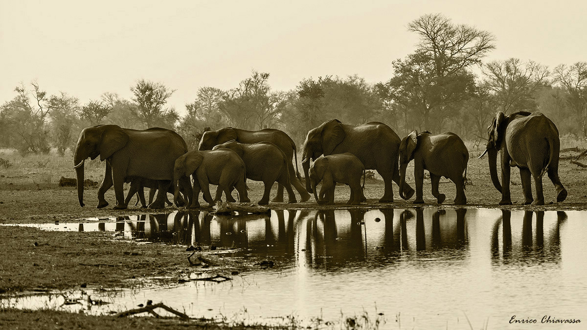 Elefanti...senza tempo