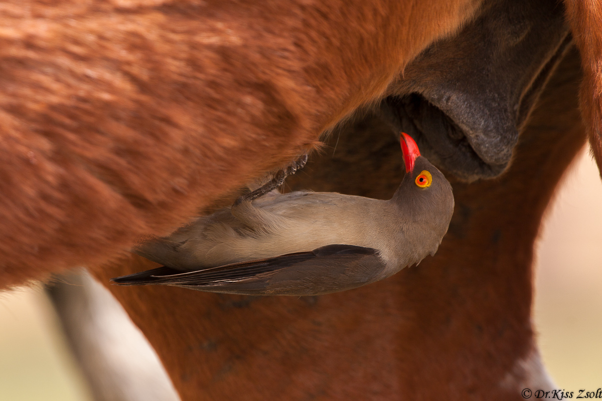 Rosso-fatturato Oxpecker