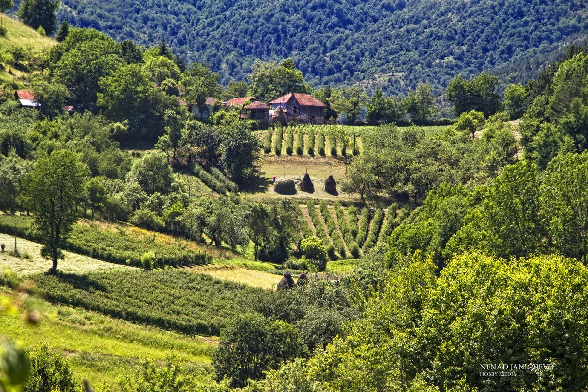 organic area. Serbia