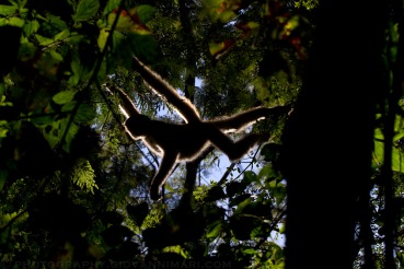 Brachyteles hypoxanthus