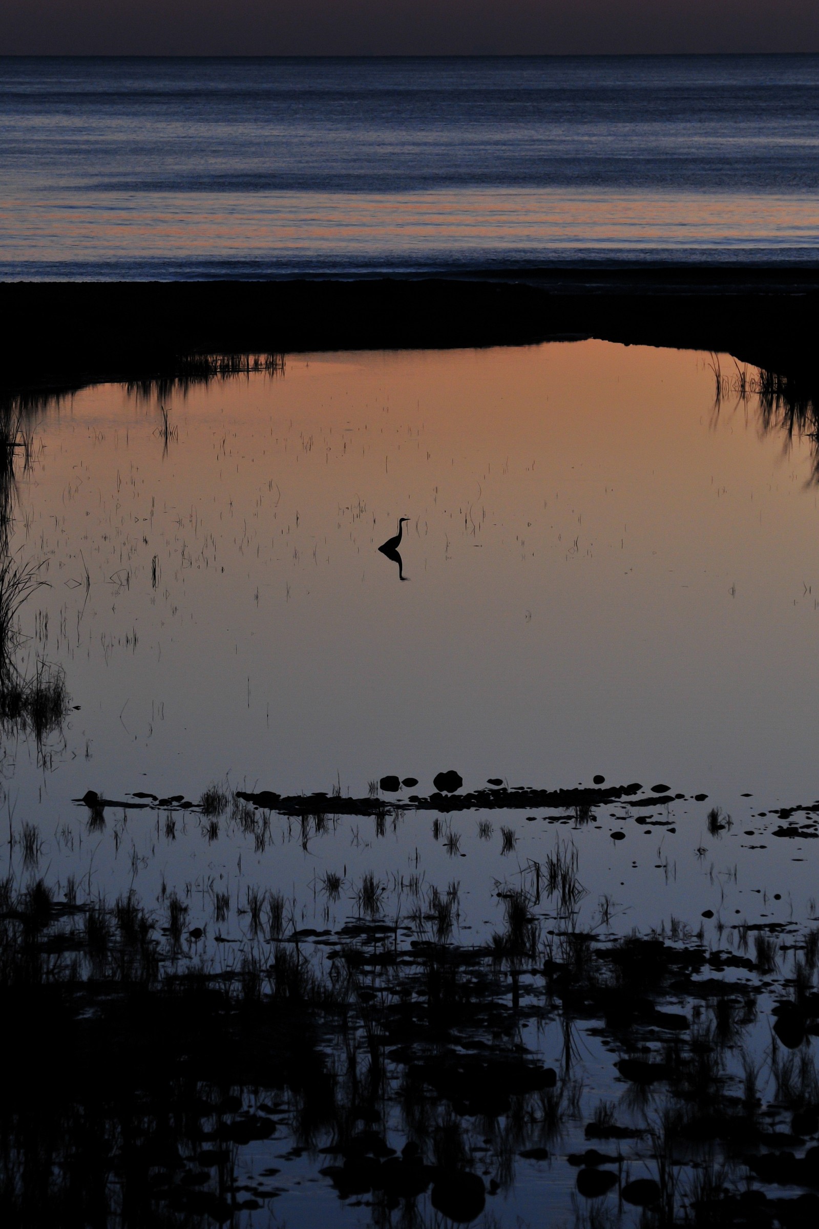 Prima del buio con airone
