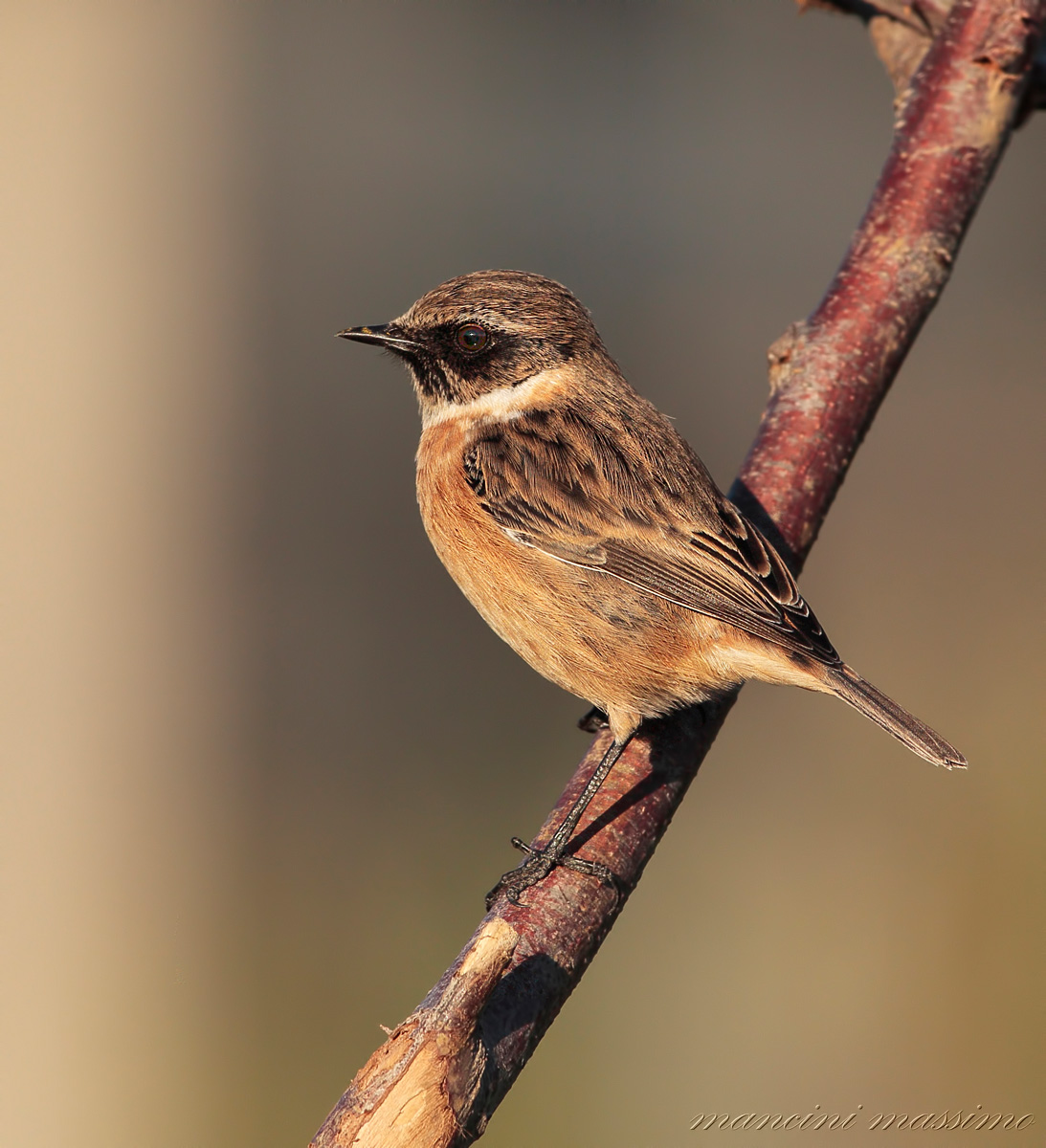 saltimpalo (Saxicola torquata)