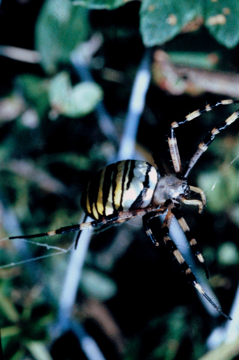 Argiope