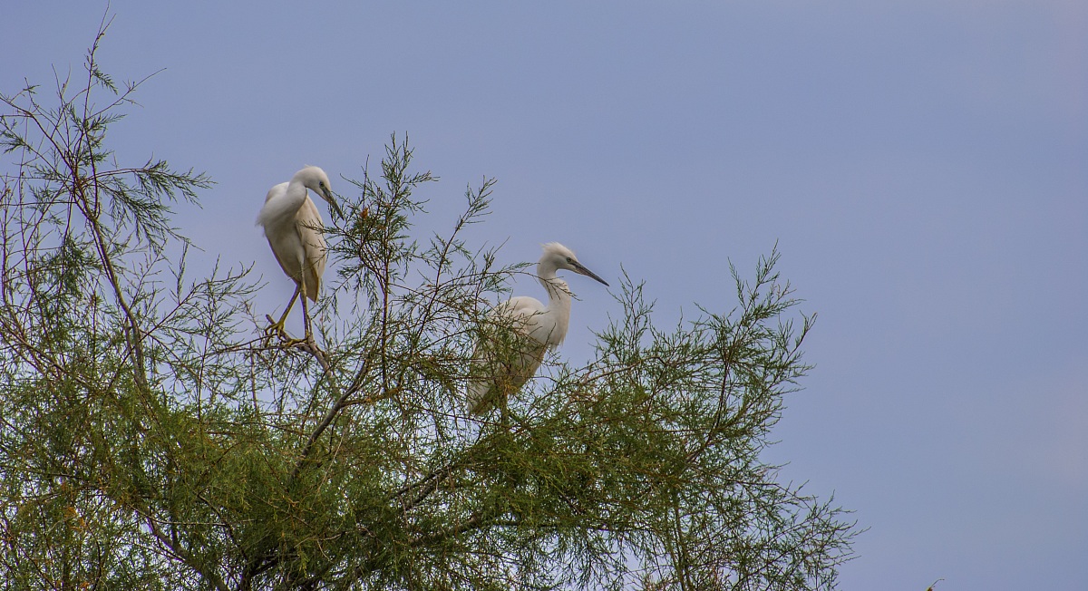 High up among the branches