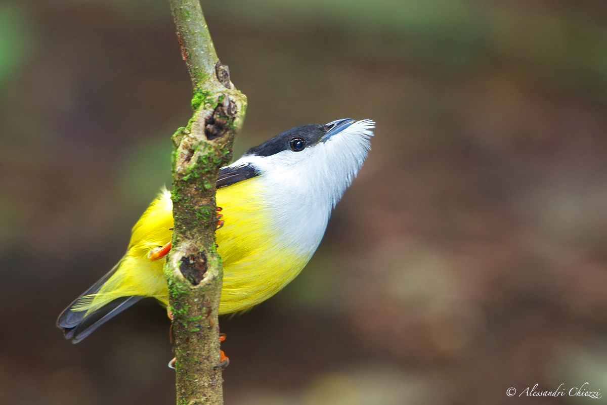 Manachino barbabianca