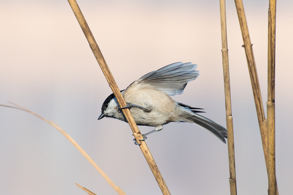 Cincia in fase di decollo...