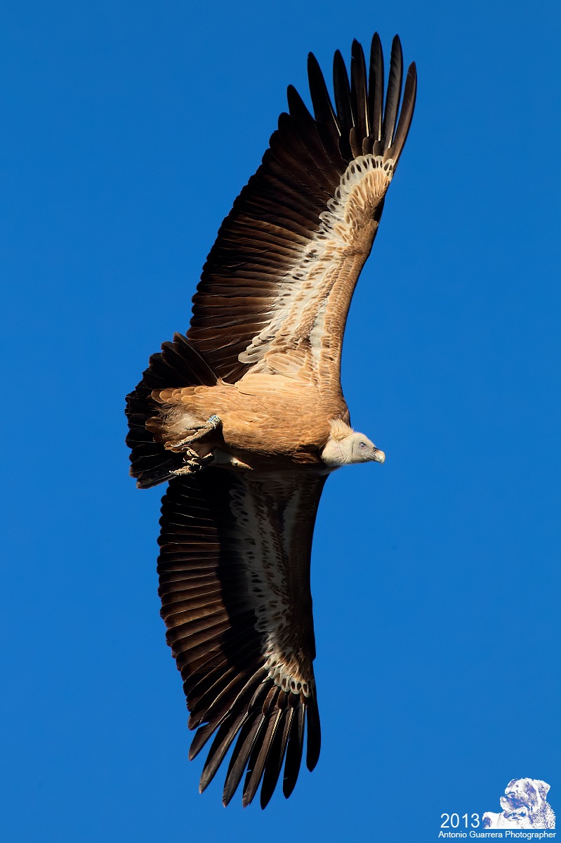 Grifone siculo in volo