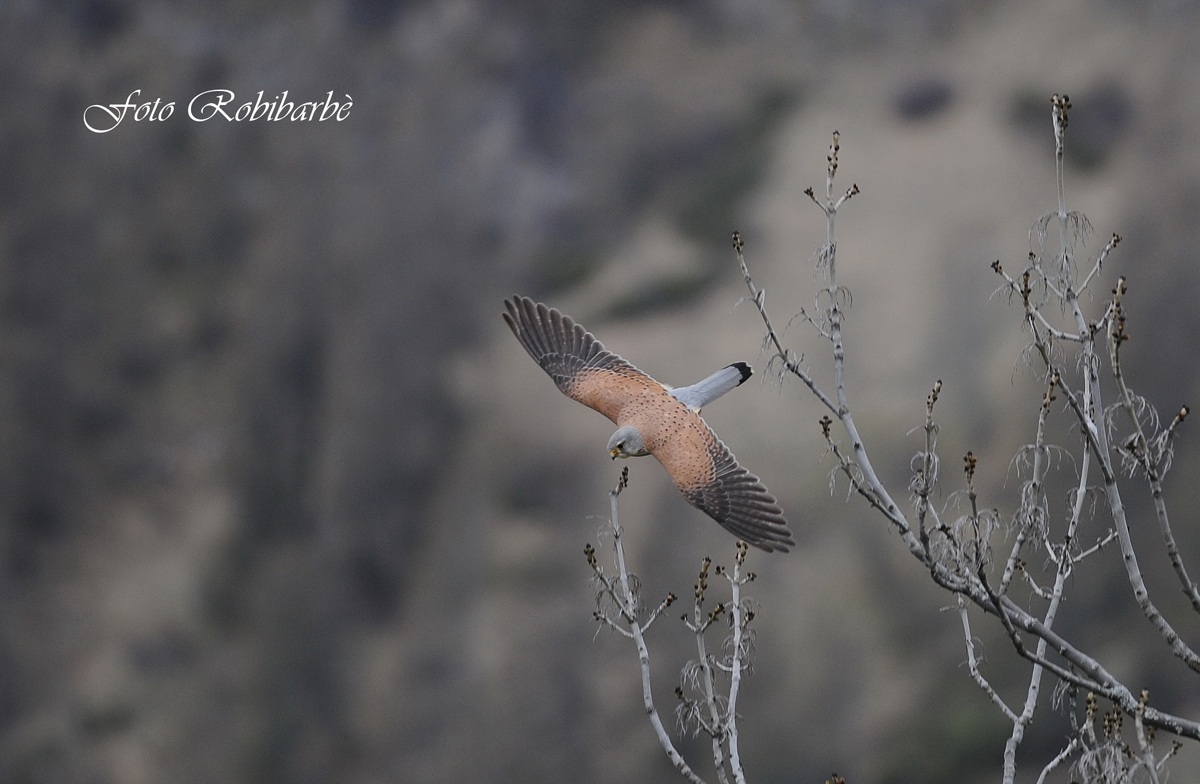 Gheppio maschio ....