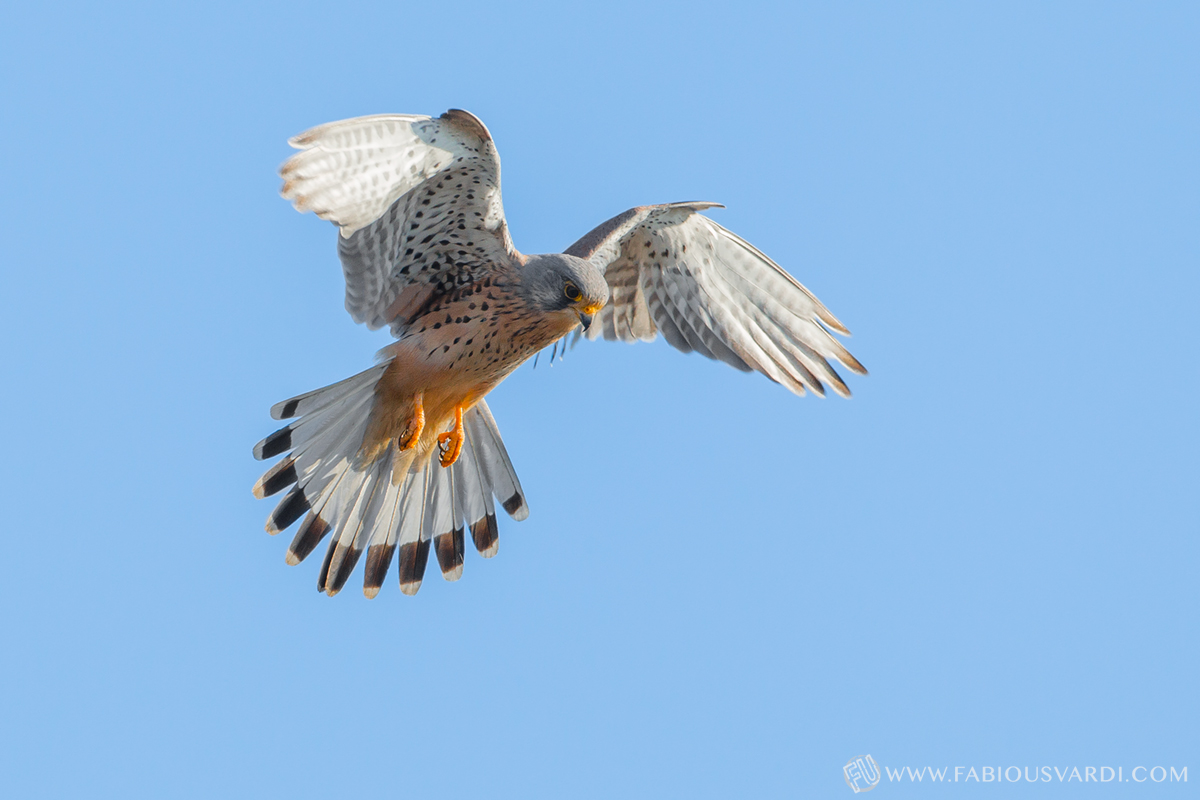 Falco tinnunculus (Common Kestrel)