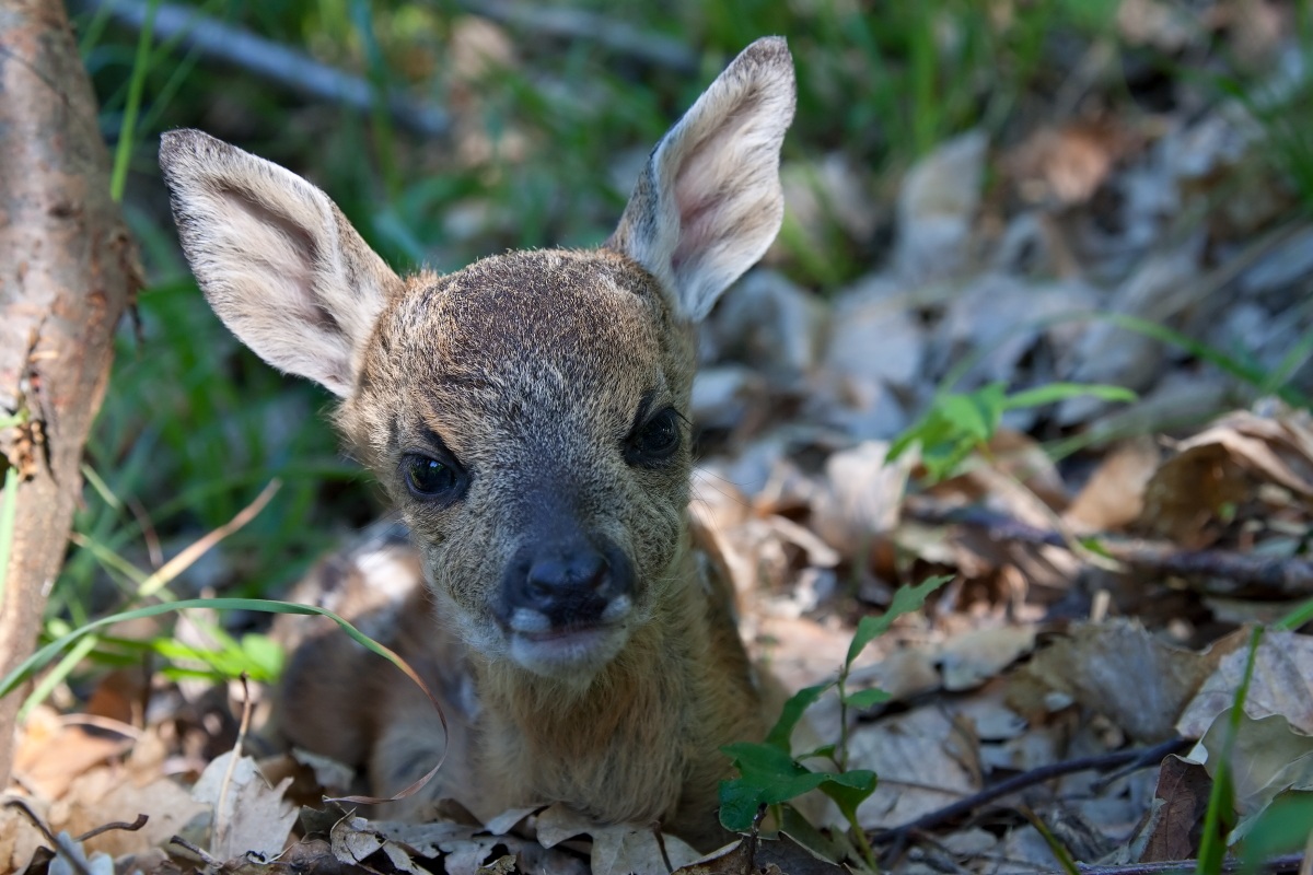 Puppy deer