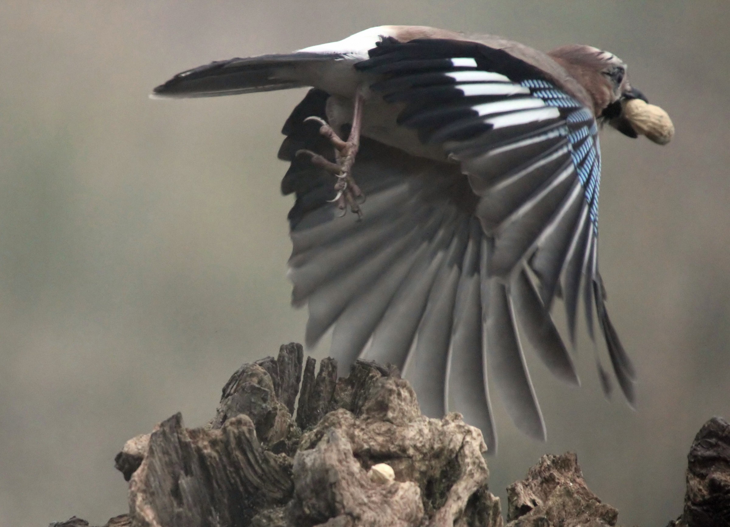 jay in flight