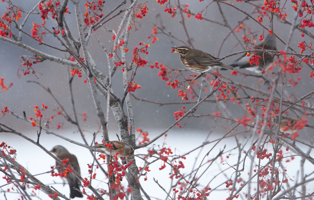 Redwing among Fieldfares
