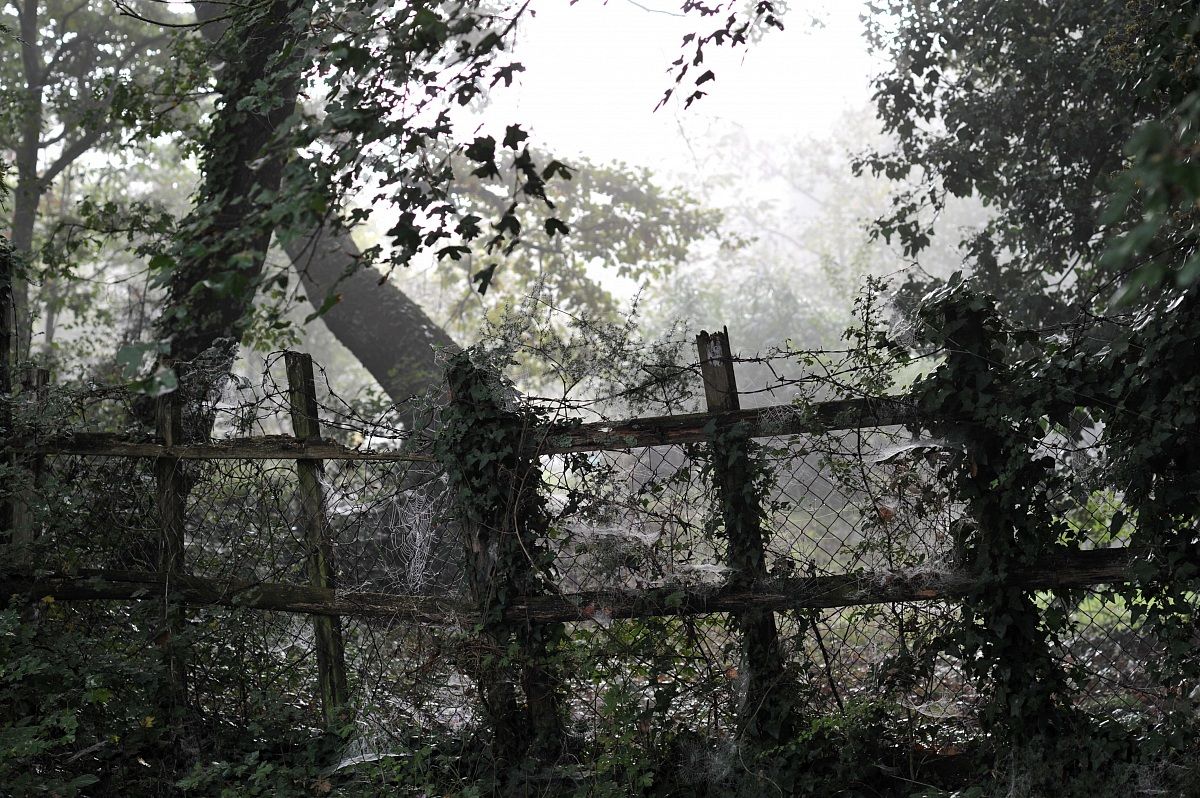 Foschia autunnale ...