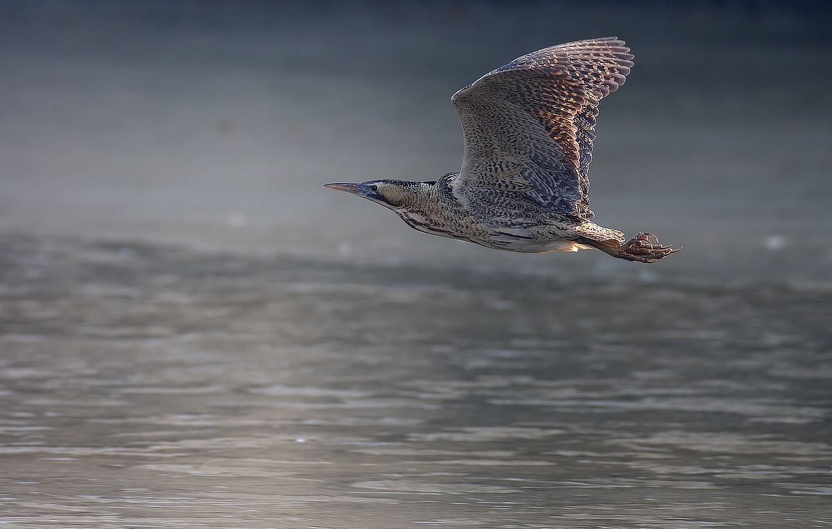 bittern flying