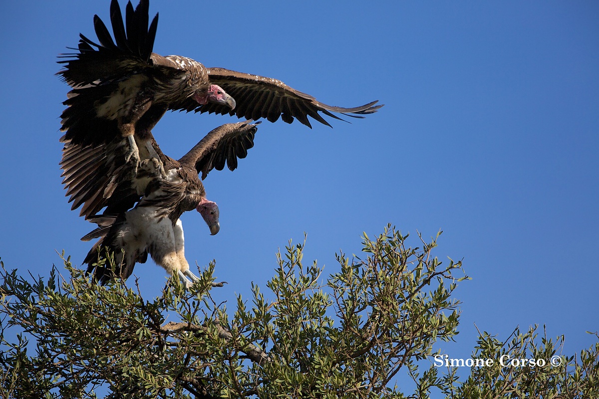 Atteggiamenti curiosi