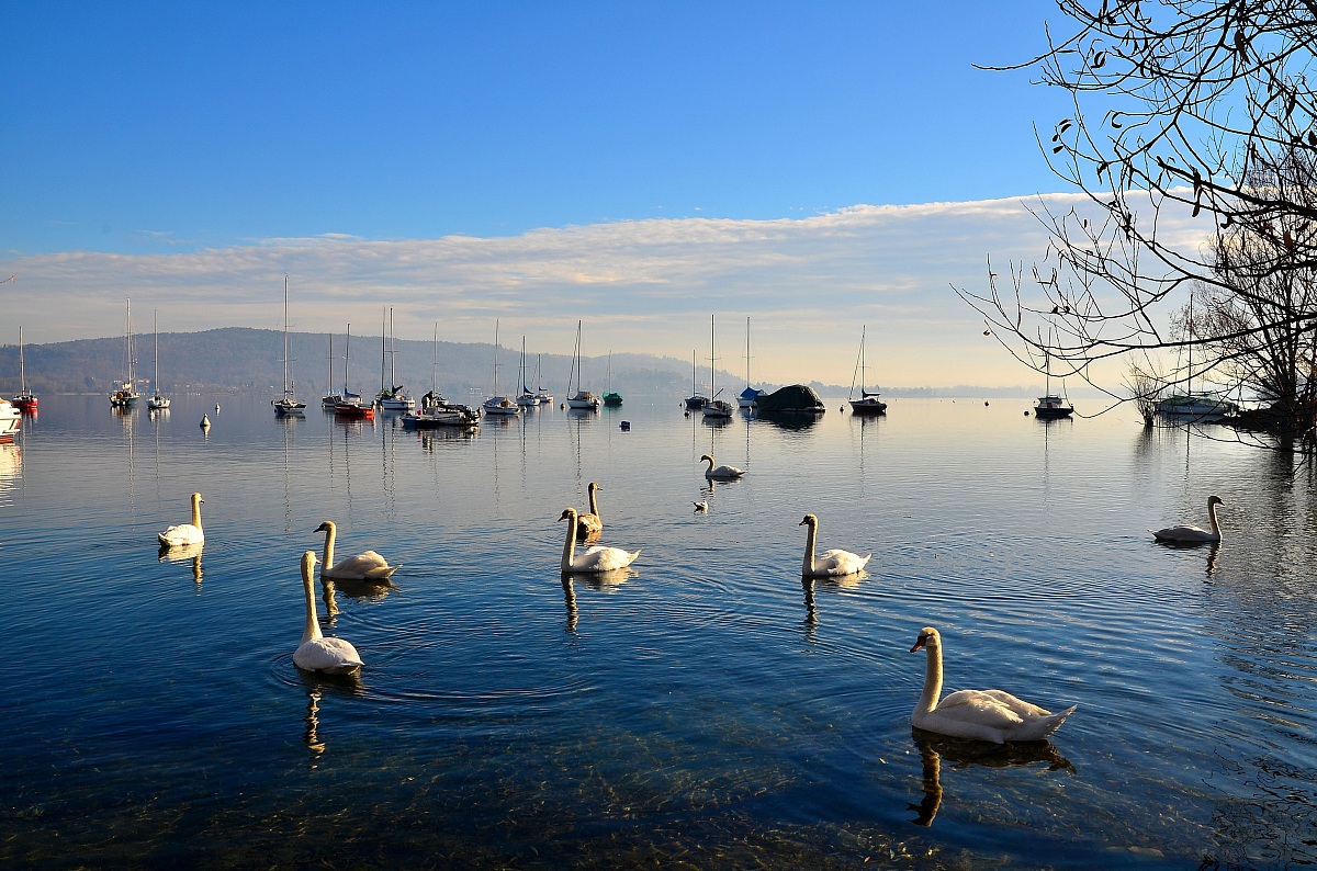 Swans and boats