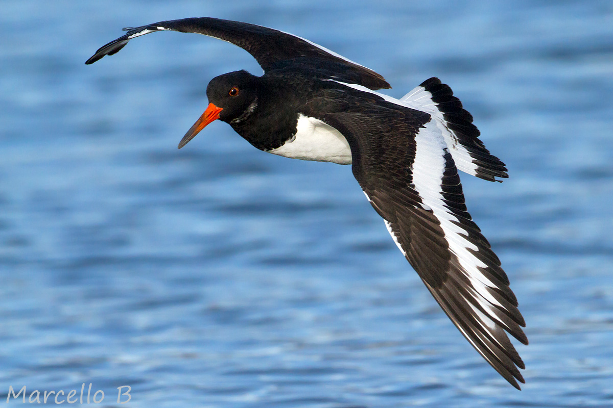 Oystercatcher Sea
