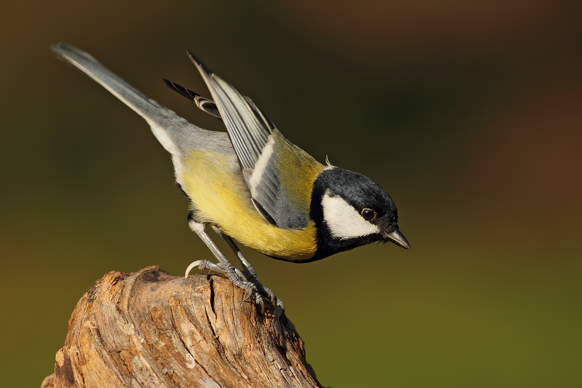 Great Tit