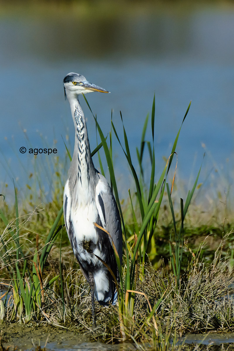 Grey Heron