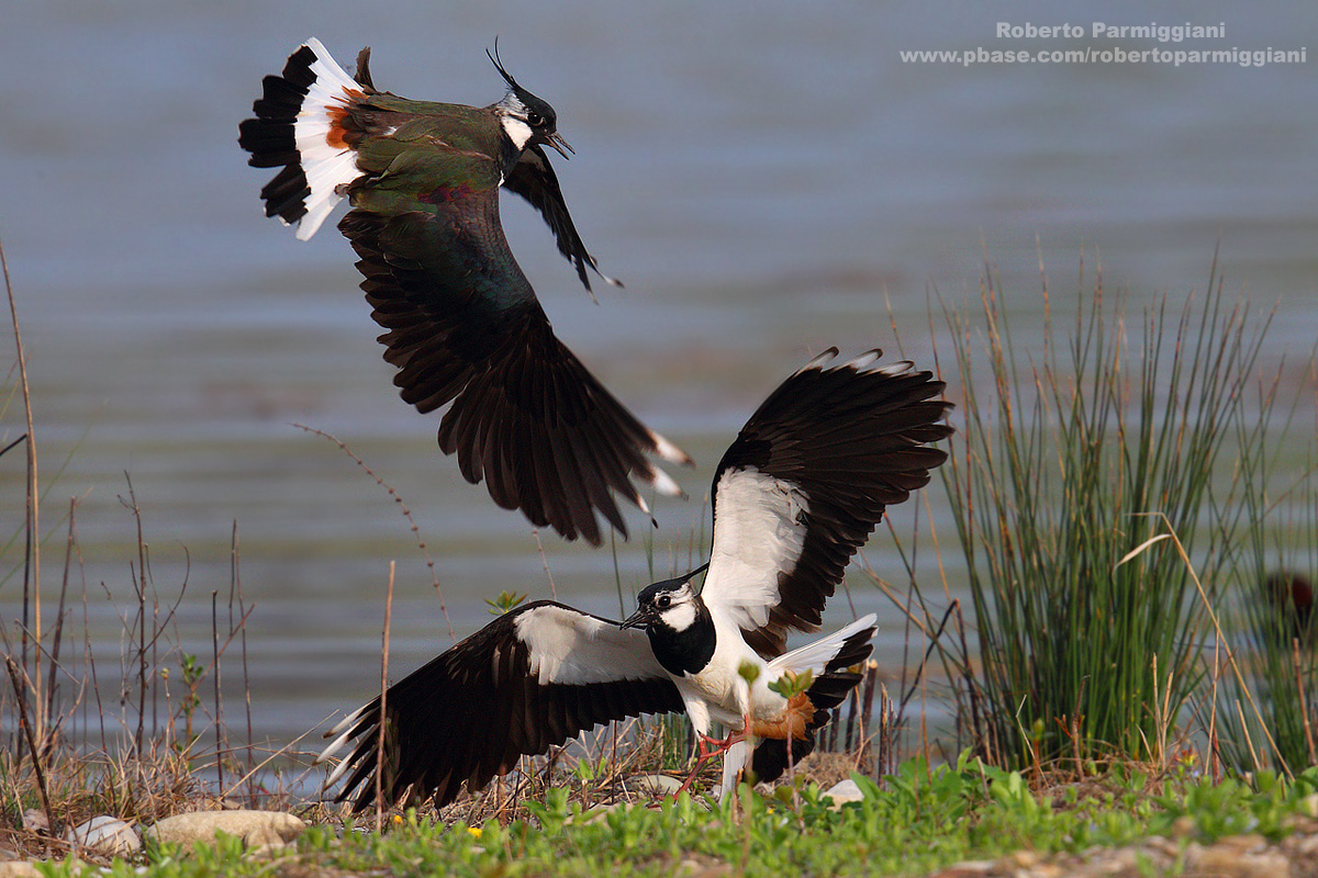 Attacco aereo parte II (Pavoncella)