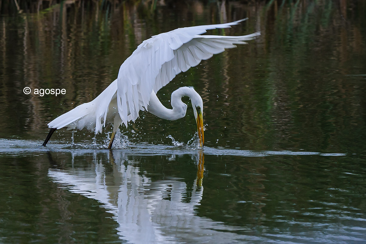 White heron on the hunt