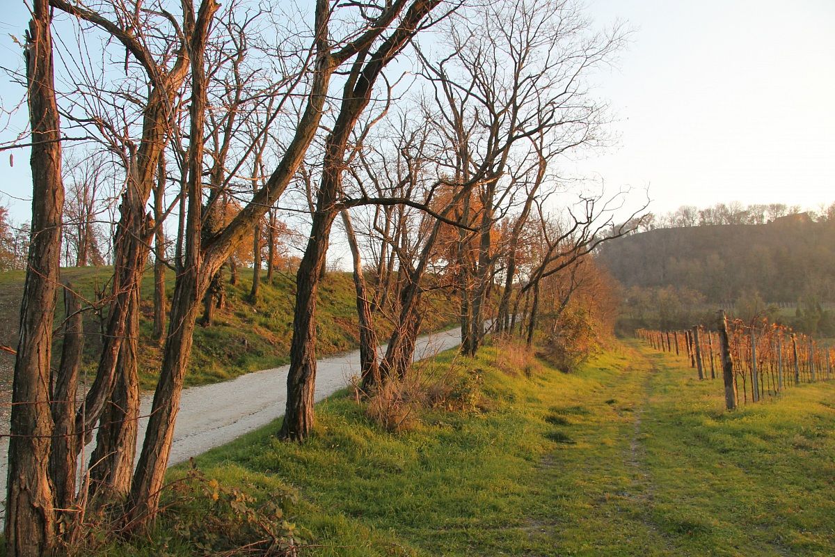 Sentiero per Villa Beatrice