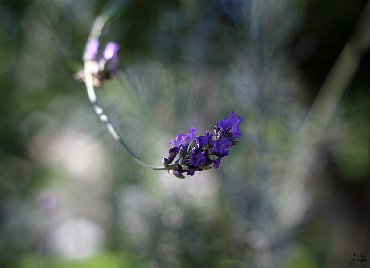 Lavanda solitaria