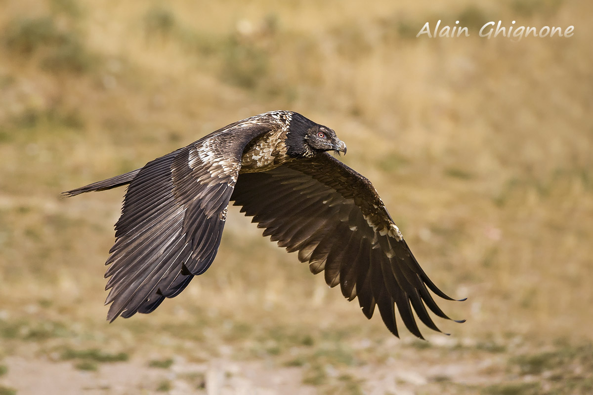 juv bearded vulture taking off