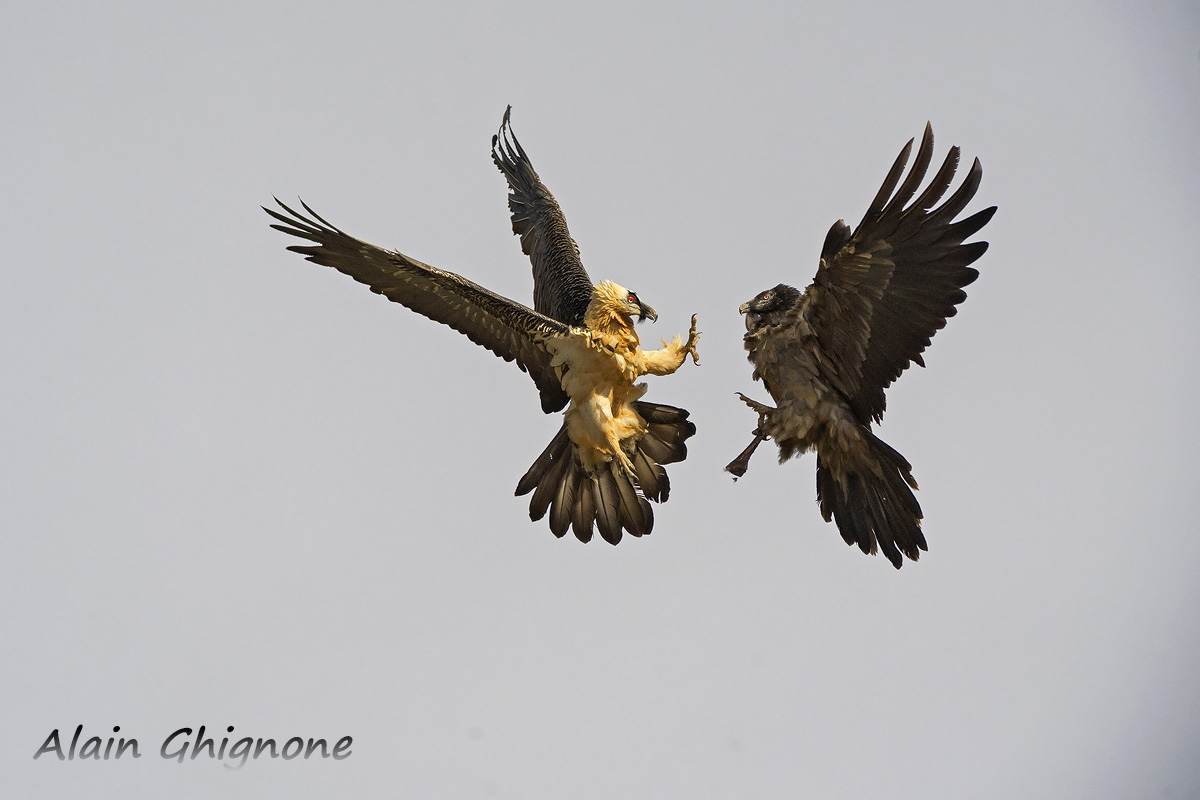 gipeti in lotta aerea