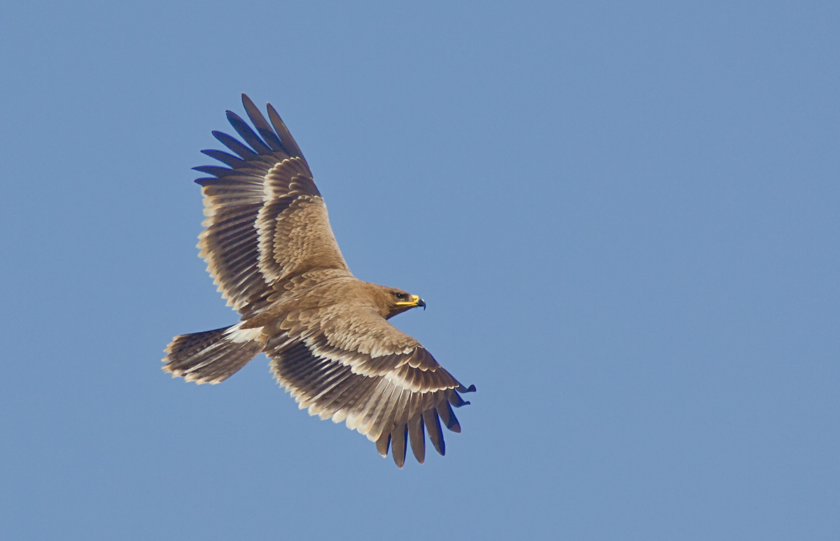 Steppe Eagle.