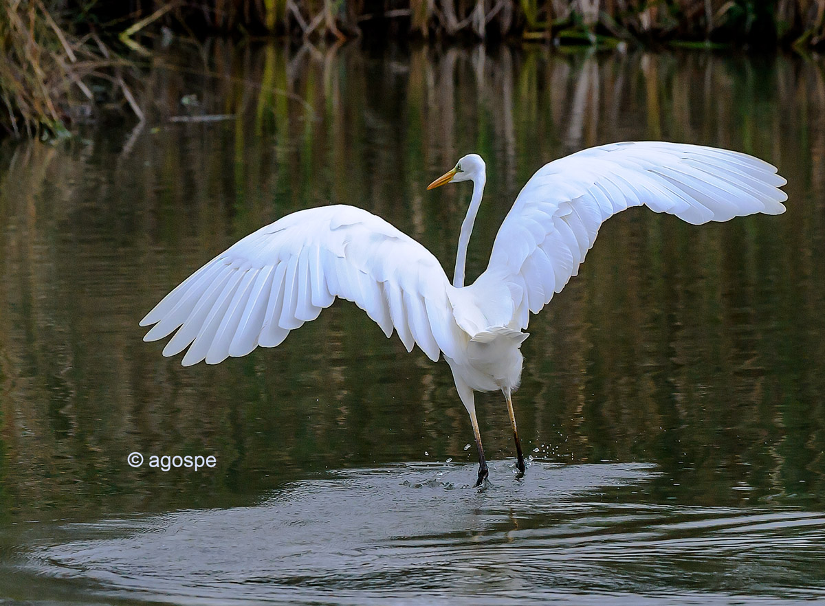 Great Egret